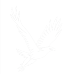 white bird